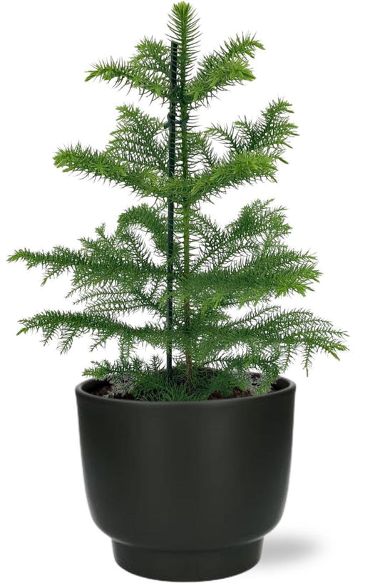 Araucaria Heterophylla met bloempot Potenza zwart - ↨40cm - Ø14cm