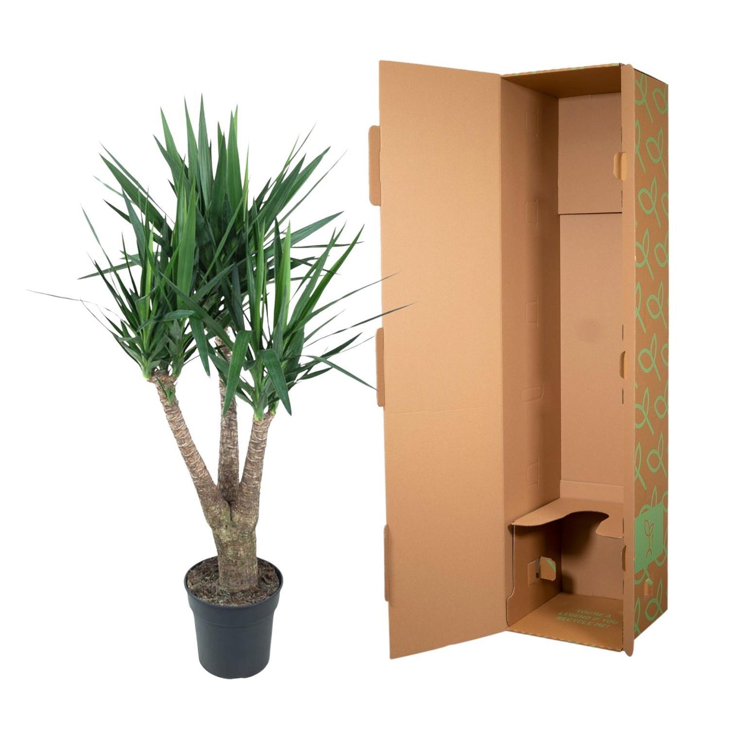 Yucca Elephantipe vertakt - ↨150cm - Ø31cm