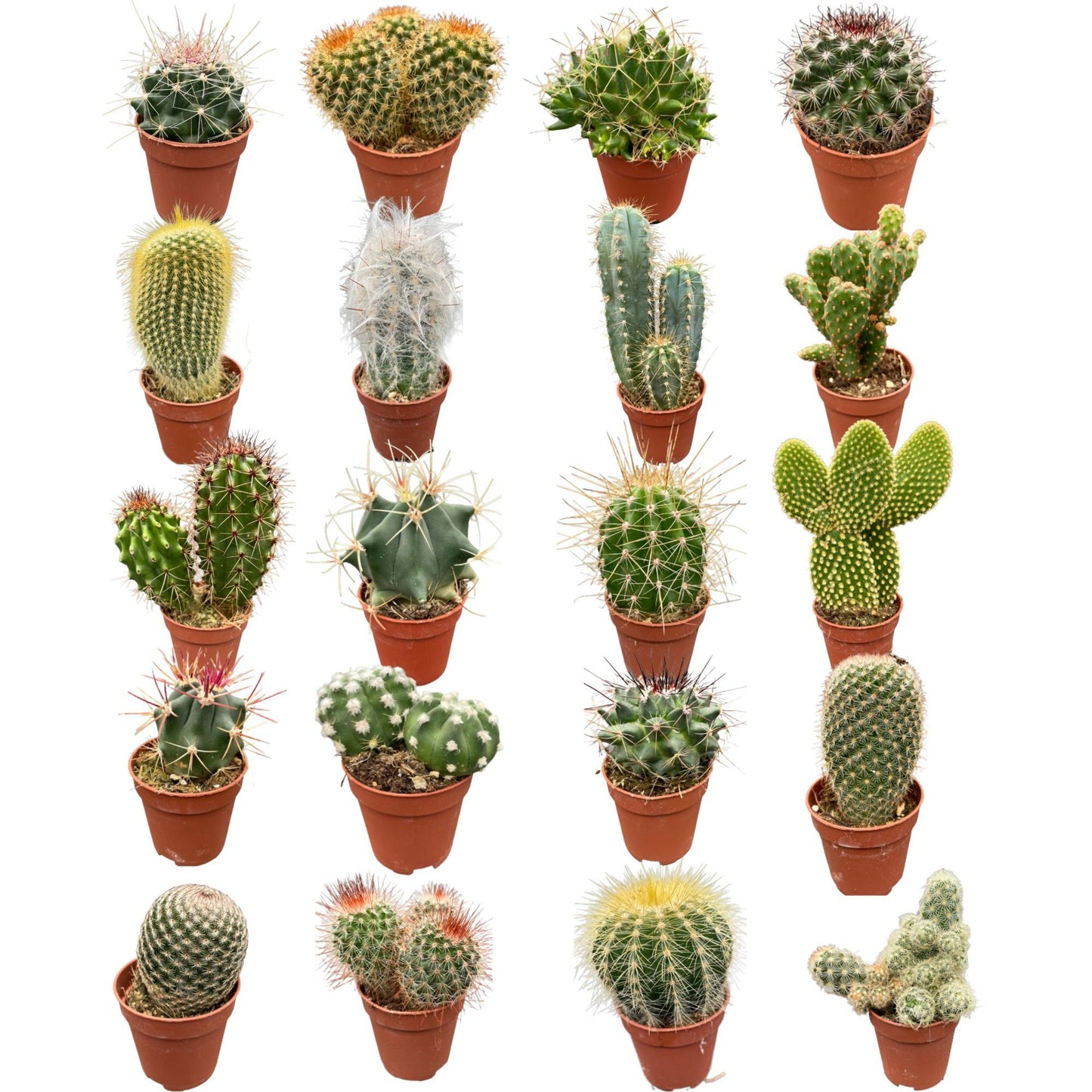 Cactus mix 20 stuks- ↨6-12cm - Ø5.5cm