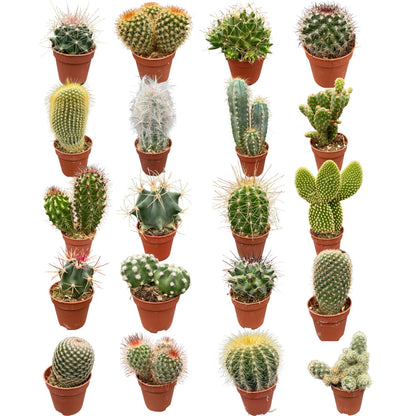 Cactus mix 20 stuks- ↨6-12cm - Ø5.5cm