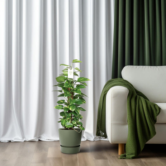 Epipremnum Pinnatum - ↨80cm - Ø19cm