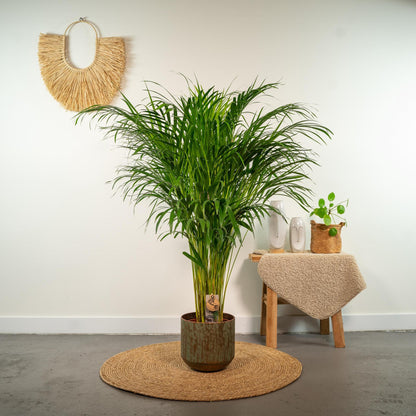 Areca palm - ↨110cm - Ø21cm