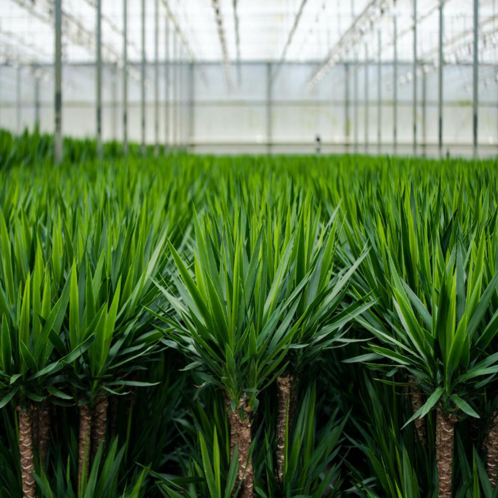 Yucca - ↨90cm - Ø17cm