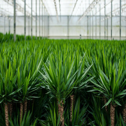 Yucca - ↨90cm - Ø17cm