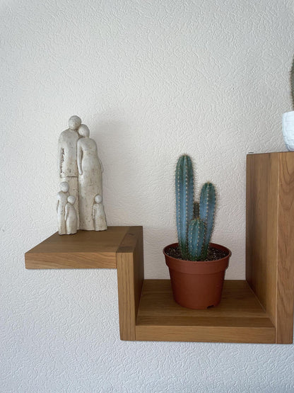 Cactus - Pilosocereus Azerues - ↨30-40cm - Ø17cm