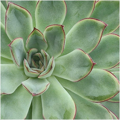 ROOTLESS Succulent Echeveria Pulidonis - ↨5cm - Ø12-14cm