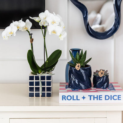 Witte phalaenopsis orchidee Amabilis + Mosa sierpot blauw - Ø9cm