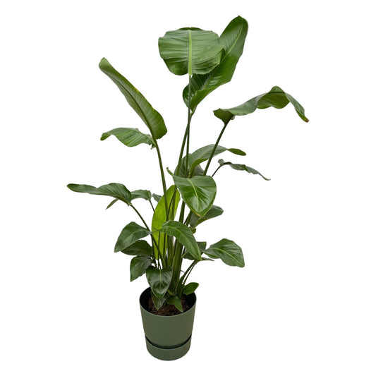 Strelitzia Nicolai - incl. bloempot Groen - ↨160cm - Ø30cm