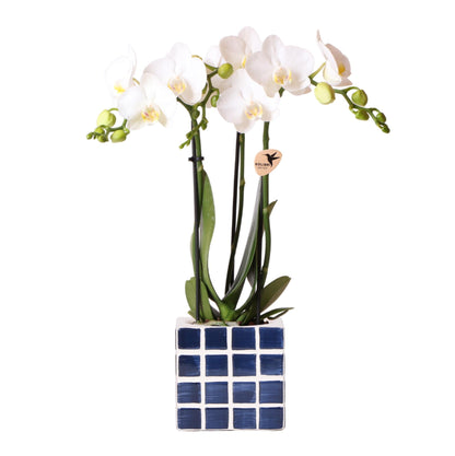 Witte phalaenopsis orchidee Amabilis + Mosa sierpot blauw - Ø9cm