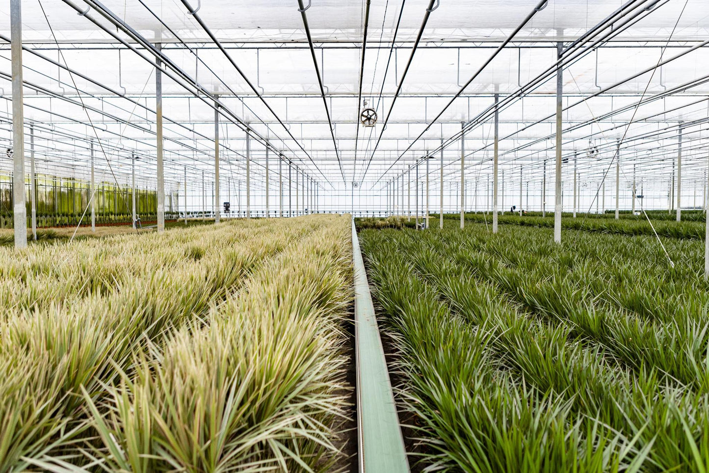 Dracaena Marginata - ↨120cm - Ø21cm