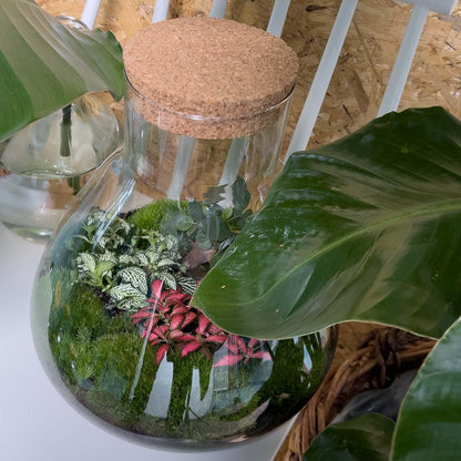 DIY terrarium Sam XL Bonsai - ↨35cm - Ø30cm