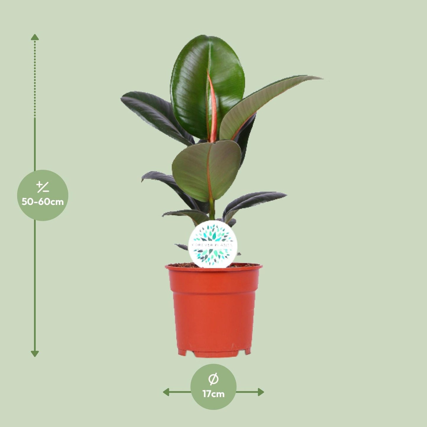Ficus Elastica Robusta - ↨55cm - Ø17cm