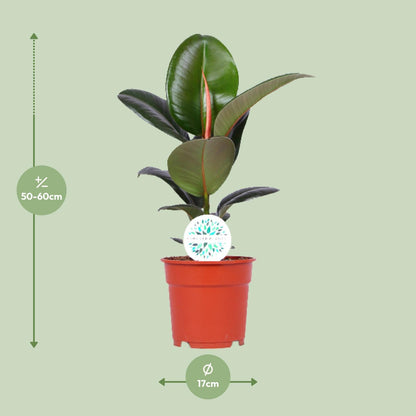 Ficus Elastica Robusta - ↨55cm - Ø17cm