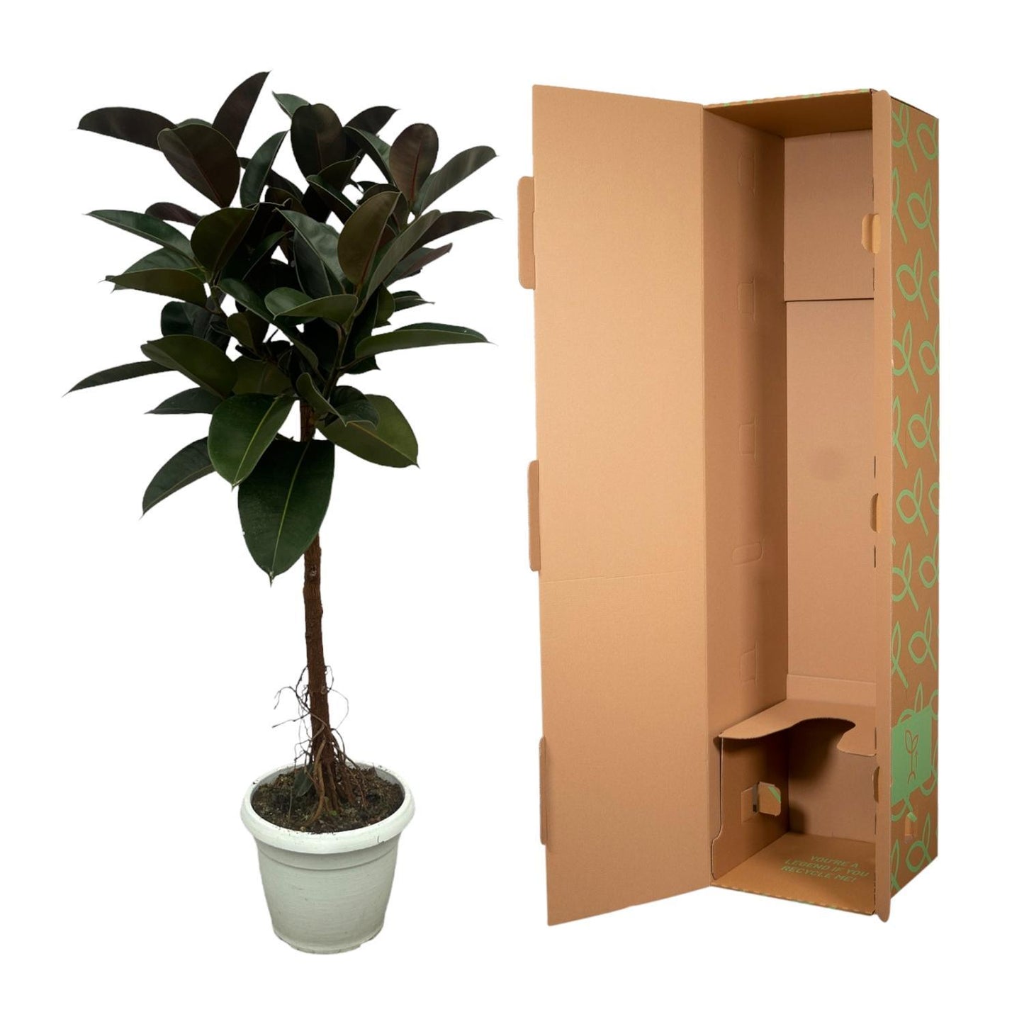 Ficus Elastica Robusta stam - ↨140cm - Ø27cm
