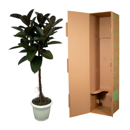 Ficus Elastica Robusta stam - ↨140cm - Ø27cm