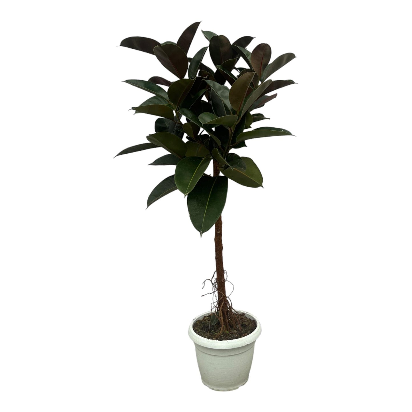 Ficus Elastica Robusta stam - ↨140cm - Ø27cm