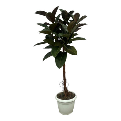 Ficus Elastica Robusta stam - ↨140cm - Ø27cm