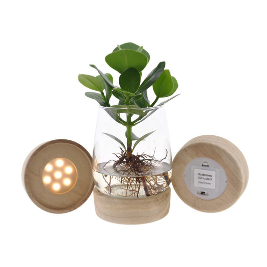 Clusia in kingston glas + LED - ↨30cm - Ø12cm