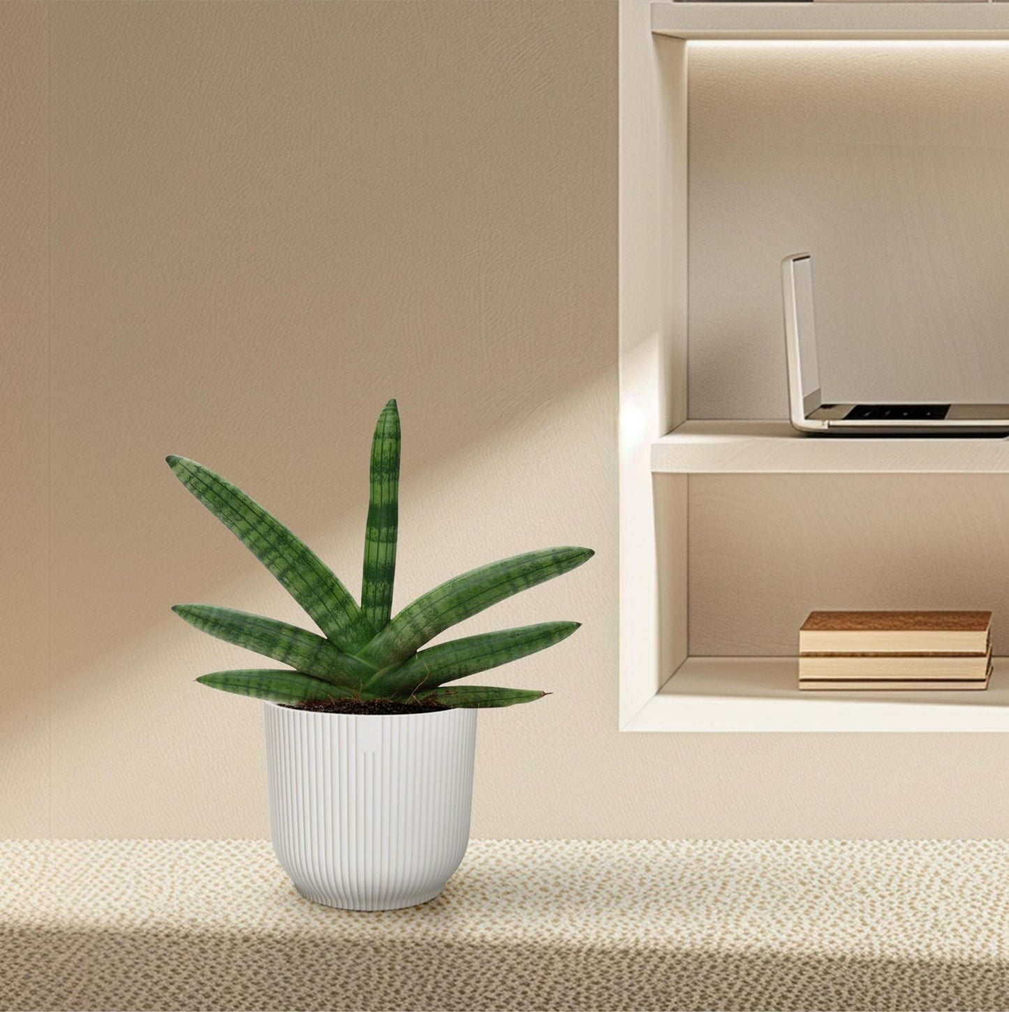 Sansevieria Skyline - ↨25cm - Ø10,5cm