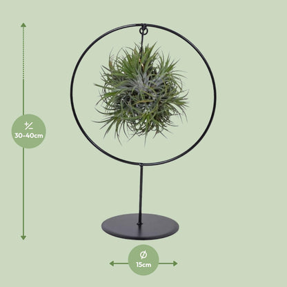 Tillandsia Ring Mix - ↨35cm - Ø15