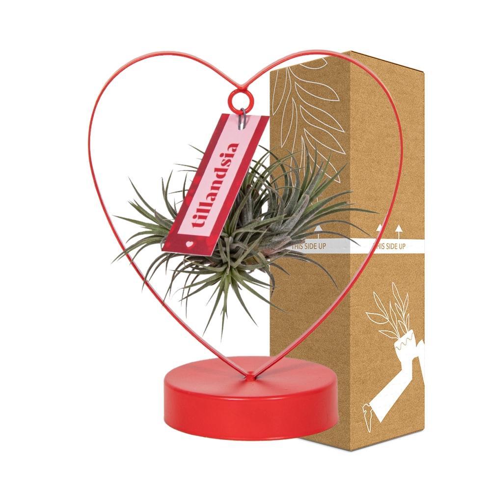 Tillandsia Ionantha Silver - ↨23cm - Ø10,5cm