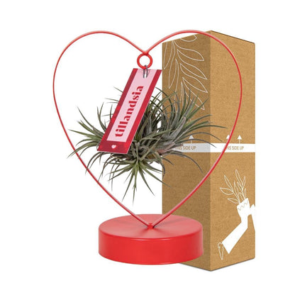 Tillandsia Ionantha Silver - ↨23cm - Ø10,5cm