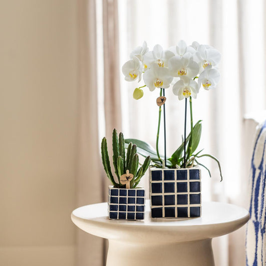Witte phalaenopsis orchidee Amabilis + Mosa sierpot blauw - Ø9cm