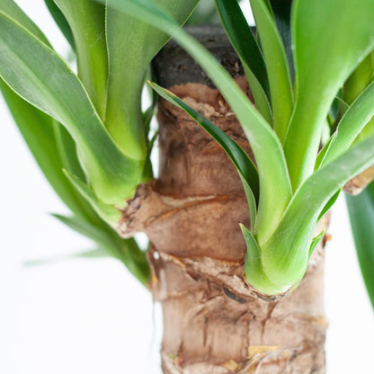 Dracaena Janet Lindt incl. Viber grijs pot - ↨195cm - Ø21cm