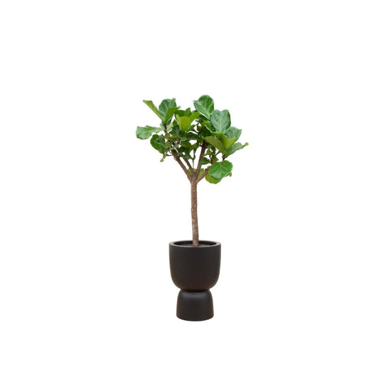 Ficus Lyrata boom incl. bloempot Zwart - ↨210cm - Ø41cm