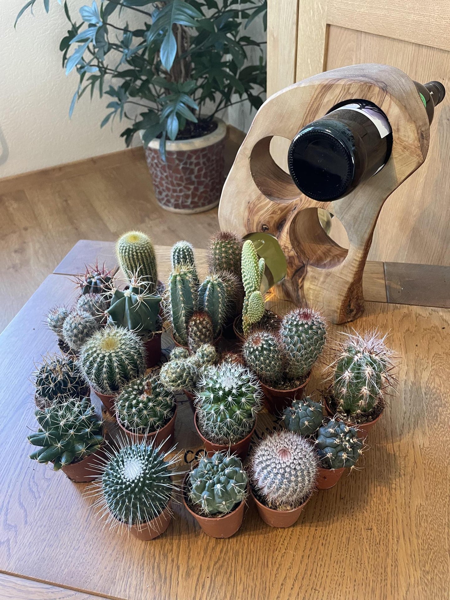 Cactus mix 20 stuks- ↨6-12cm - Ø5.5cm