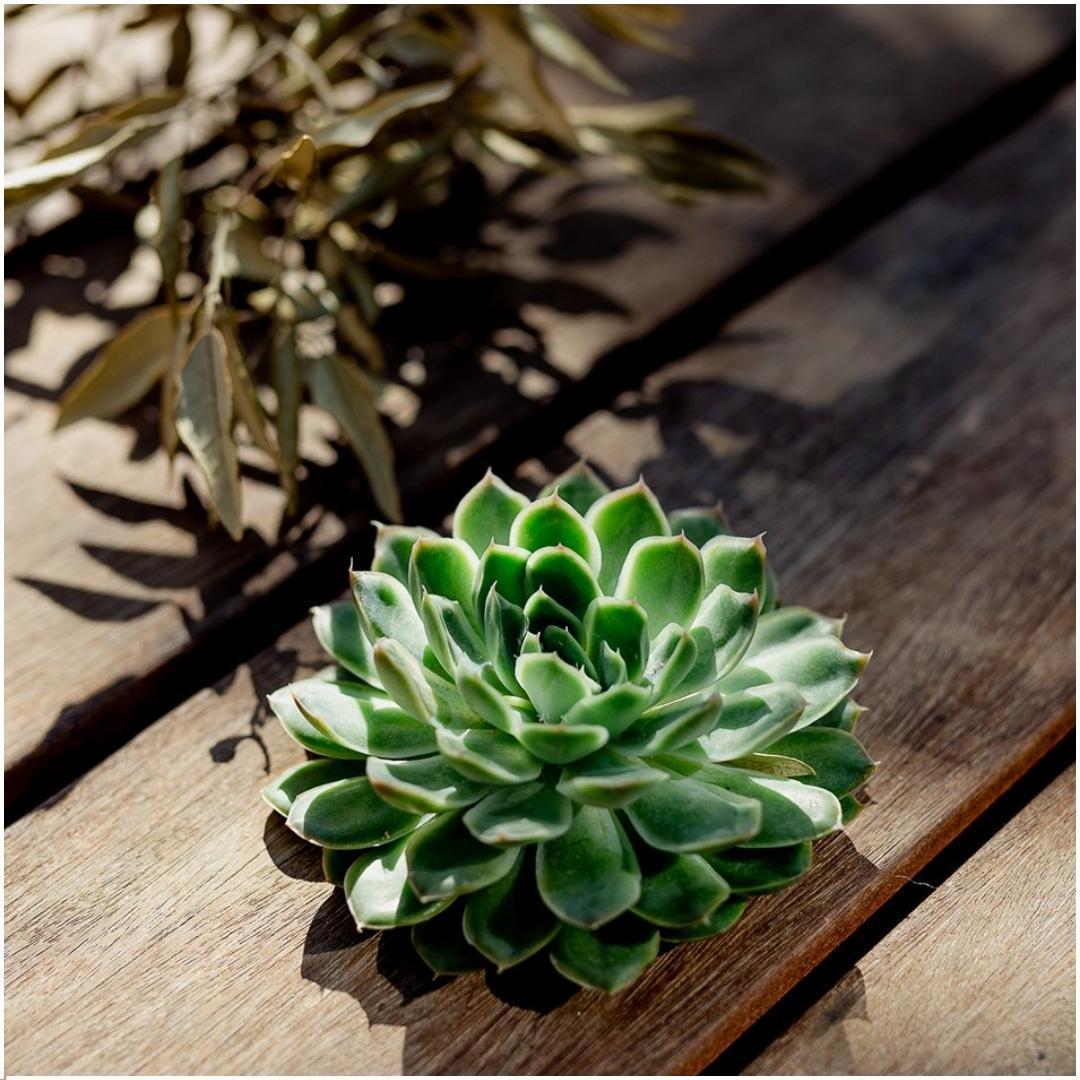 ROOTLESS Succulent Echeveria Pulidonis - ↨5cm - Ø12-14cm