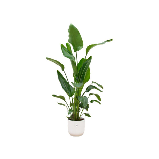 Strelitzia Nicolai - incl. bloempot Wit - ↨160cm - Ø30cm