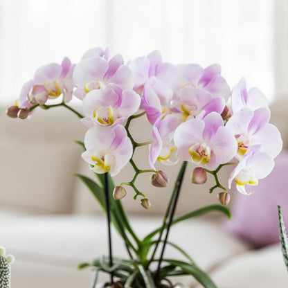 Roze phalaenopsis orchidee Portugal + Mosa sierpot roze - Ø9cm