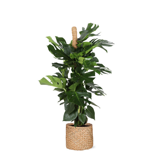 Monstera Deliciosa mosstok - met Albury natural mand - ↨150cm - Ø27cm