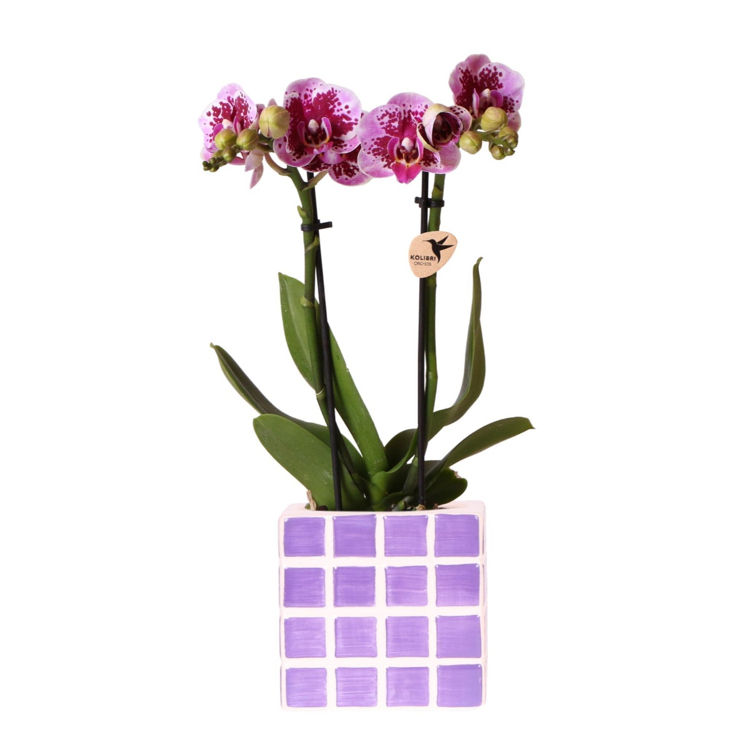 Paarse phalaenopsis orchidee El Salvador + Mosa sierpot lila - Ø9cm