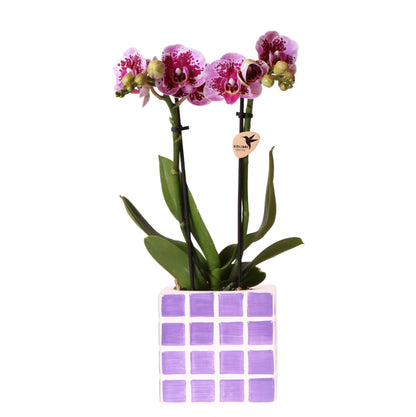 Paarse phalaenopsis orchidee El Salvador + Mosa sierpot lila - Ø9cm