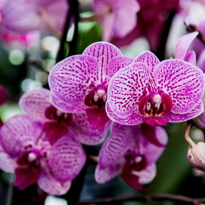 Culvita - Orchidee grond - 5L
