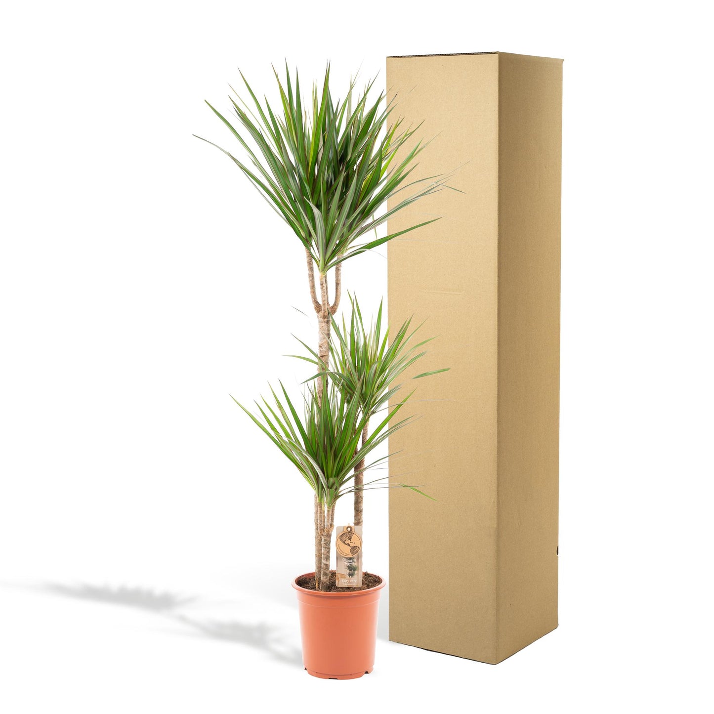 Dracaena Marginata - ↨120cm - Ø21cm