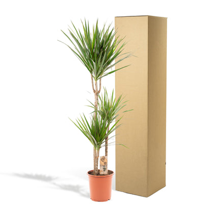 Dracaena Marginata - ↨120cm - Ø21cm