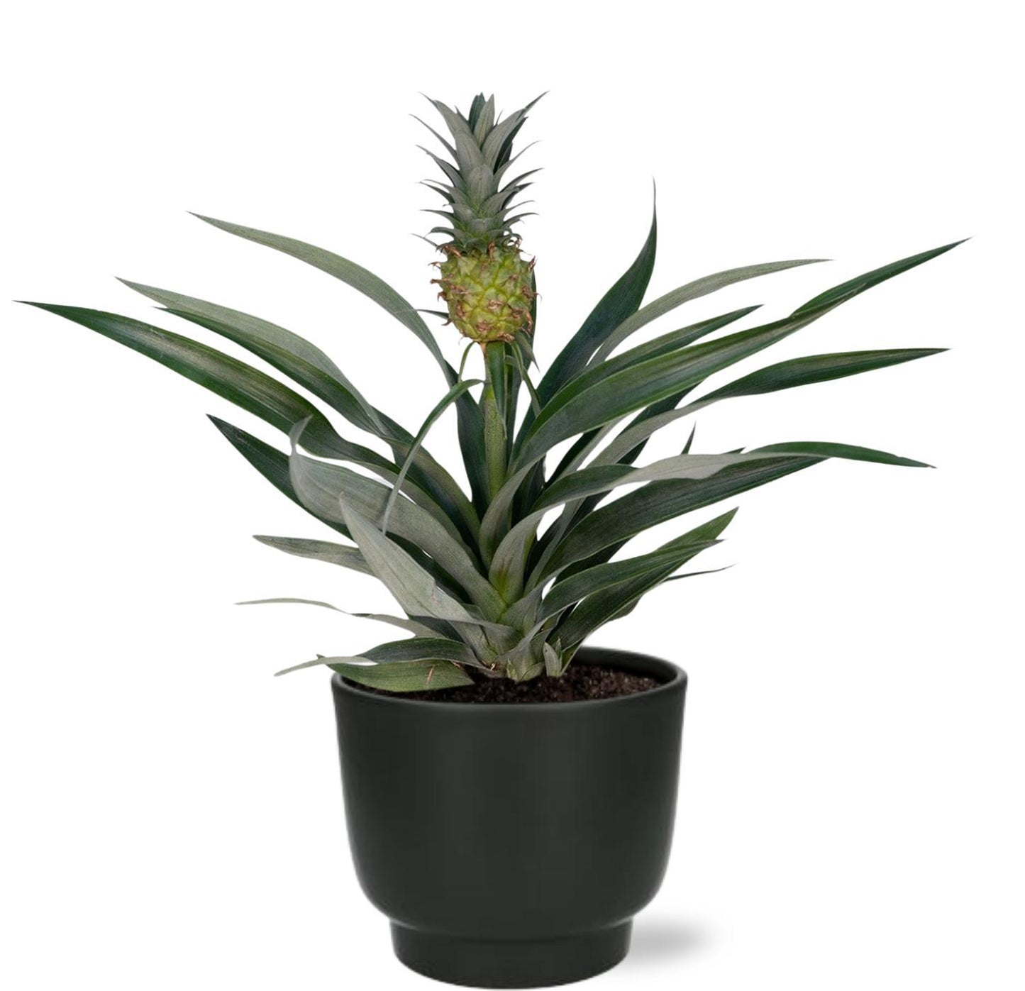 Bromelia Ananas - ↨30cm - Ø12cm - incl. pot Zwart- ↨11cm - Ø13cm