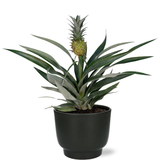 Bromelia Ananas - ↨30cm - Ø12cm - incl. pot Zwart- ↨11cm - Ø13cm