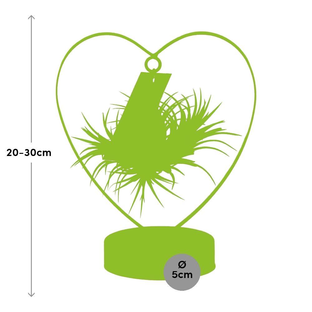 Tillandsia Ionantha Silver - ↨23cm - Ø10,5cm
