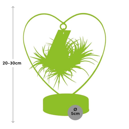 Tillandsia Ionantha Silver - ↨23cm - Ø10,5cm
