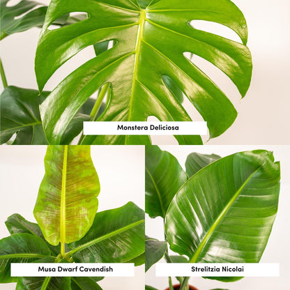 Set van 3 kamerplanten; Monstera Deliciosa, Alocasia Zebrina en Strelitzia Nicolai - met manden Selin - ↨75cm - Ø19 / Ø21cm