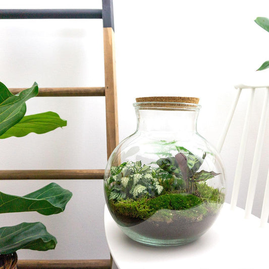 DIY terrarium Teddy - ↨26,5 cm - Ø25cm
