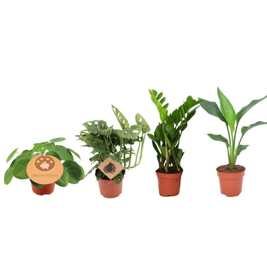 Musthave plantenbox - 4 stuks - ↨20-40cm - Ø12cm