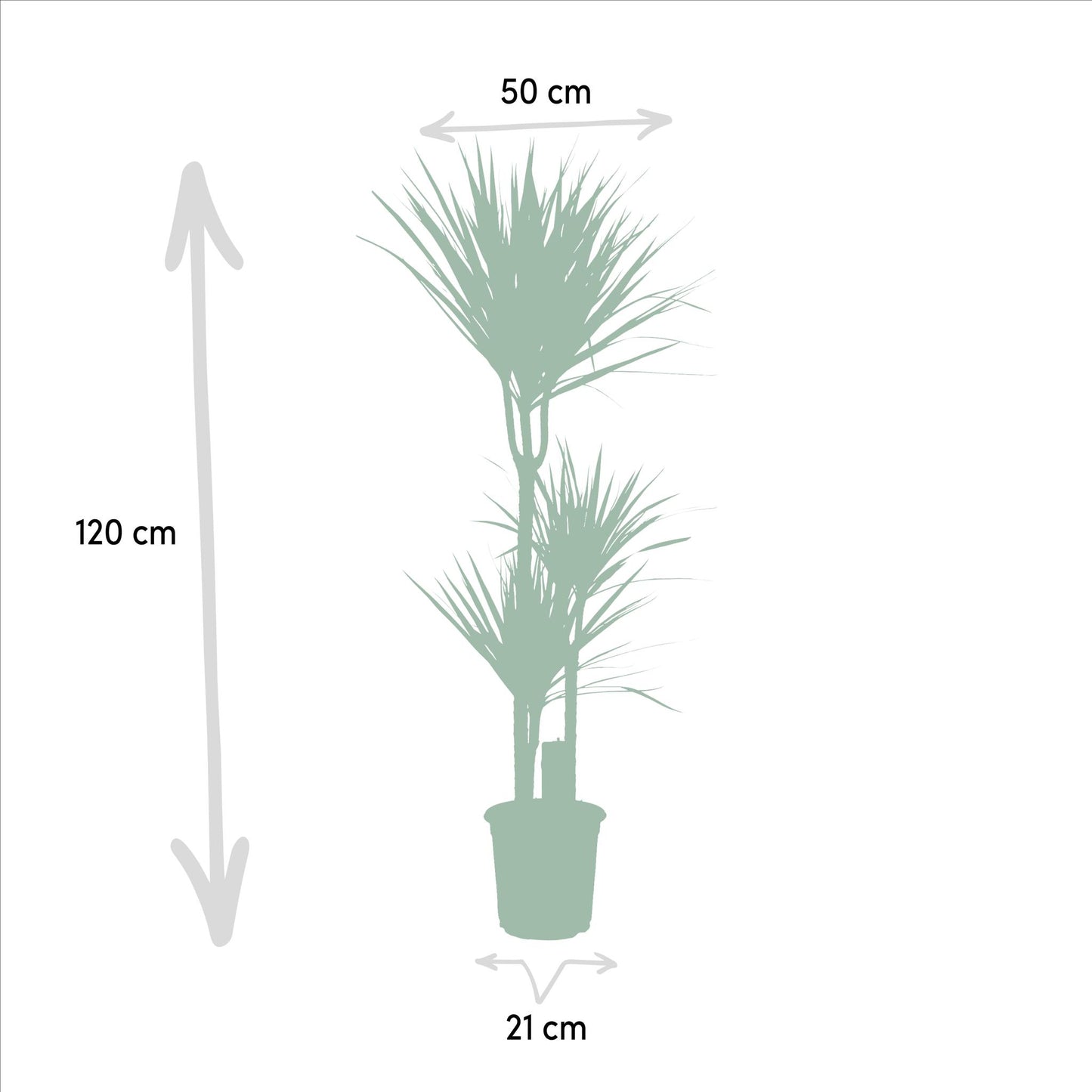 Dracaena Marginata - ↨120cm - Ø21cm