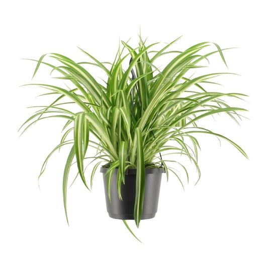 Chlorophytum Comosum Variegatum - ↨30cm - Ø17cm