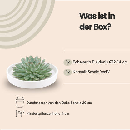 Succulent Echeveria Pulidonis in schaal wit - ↨5cm - Ø20cm