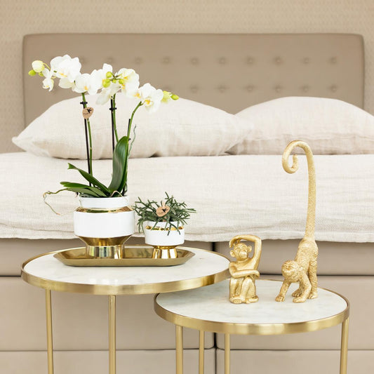 Witte phalaenopsis orchidee – Amabilis + Le Chic sierpot goud